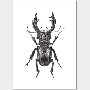 Stag beetle Posters and Art